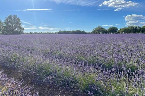 Provence, södra Frankrikes pärla
