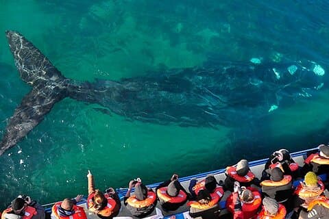 3 - dia Puerto Madryn : Peninsula Valdes (observação de baleias opcional)