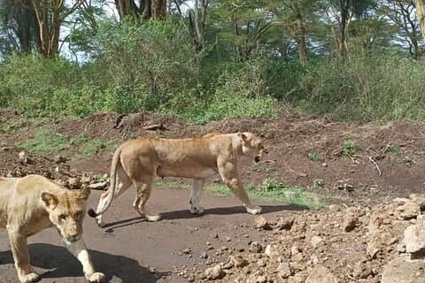 Safari de día completo en el Lago Nakuru con pensión completa