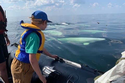 Churchill Belugas, Bears and Blooms Adventure