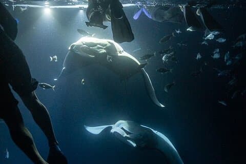 Manta Ray Snorkel Experience