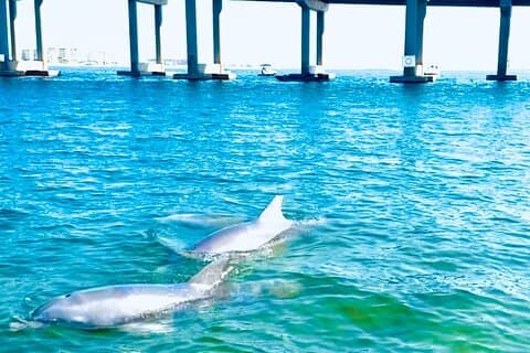 Destin Harbor Bootsfahrt und Delfinbeobachtung auf dem Trichter