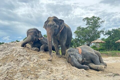 Phuket: Elephant Nature Walk - Guided Tour with Transport