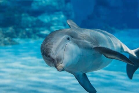 Simma med Happy Dolphin 30 min och Transfer - Sharm El Shiekh