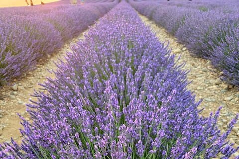 Private Tour durch die Verdon-Schluchten und Lavendelfelder in Valensole