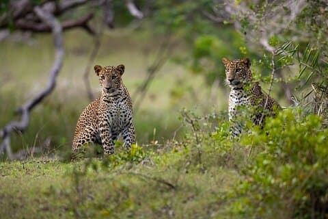YALA BLOCK 5 & 6 (Weheragala & Lunugamwehera) Safari Tours
