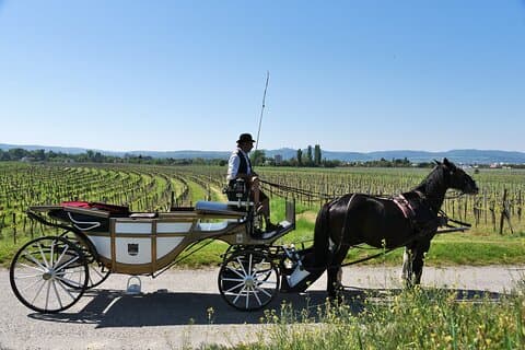 Passeio de carruagem com espumante por Krems e pelas vinhas de Wachau