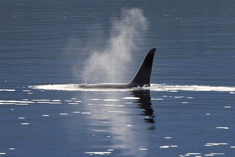 Private Alaska Native Wildlife & Scenic Experience..