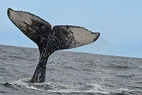 ヘルマンスクジラウォッチングシェアボート旅行&ペンギンプライベートツアー