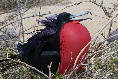 North Seymour and Bachas or Mosquera Beach Yacht Day Tour