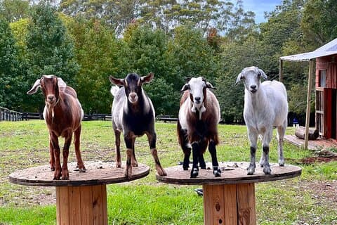 Yarramalong Valley Horse Farm Tours