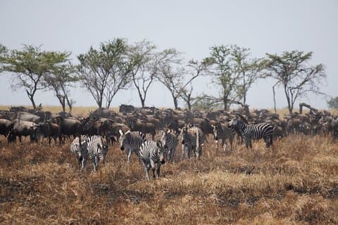 5 Days Serengeti, Ngorongoro, Tarangire, Manyara + Airport Pickup