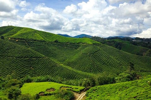 Cameron Highlands Tour From Kuala Lumpur (Private Tour)