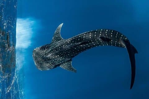 Schwimmen mit Walhaien Private Tour ab Playa del Carmen