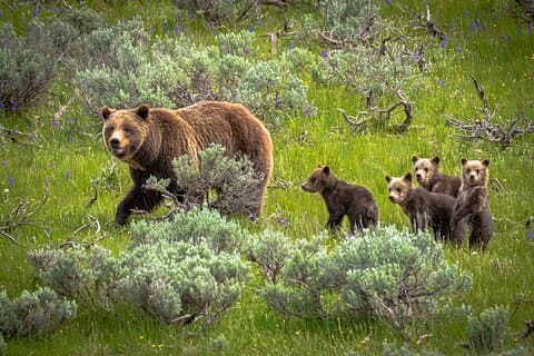 Predators of the Wild, Bear og Wolf Watching Adventure