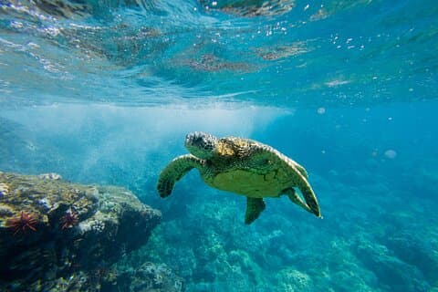 Luxury Maui to Lanai Snorkel Sail w/ Breakfast, Lunch & Open Bar