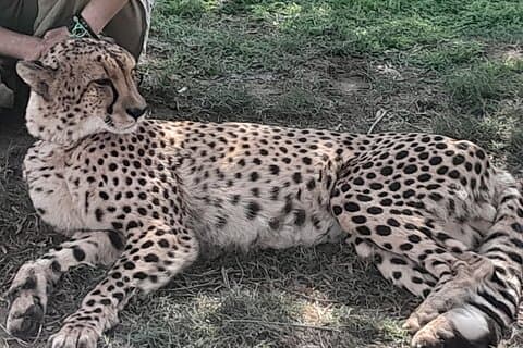 Cheetahs Encounter Giraffe house Visite privée dégustation de vins