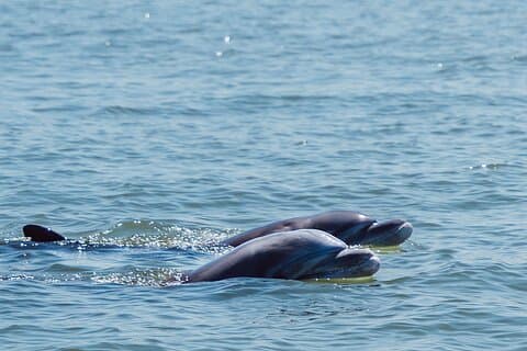 Full Day Tour Mangroves Dolphins and Birds from Guayaquil