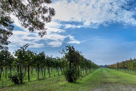Emilia Romagna Sustainable Winery Tour and Tasting in Montecchio