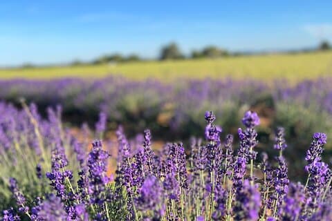Lavender in Bloom : Unforgettable Provençal Stroll