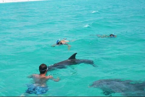 Nuota con i delfini e fai snorkeling Tour di gruppo