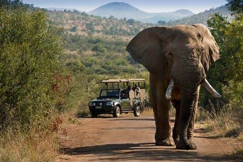 3 dager Pilanesberg Safari på Bakubung Lodge med åpne stasjoner