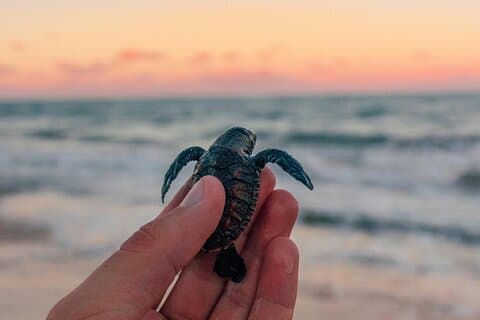 サバビーチで乗馬とカメの放流