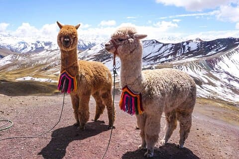 Tagestour durch den Regenbogen von Cusco Palcoyo