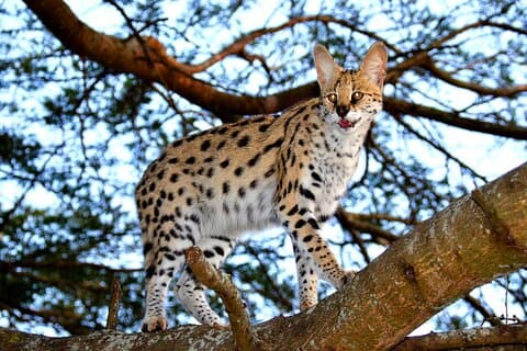 Hluhluwe Safari & Emdoneni Wild Cat Conservation Experience