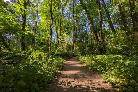 Tryon Creek Eco-tour With a Master Naturalist