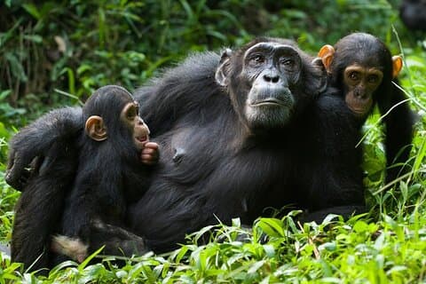 3-Day Chimpanzee Safari in Nyungwe & Lake Kivu Sunset Boat Cruise
