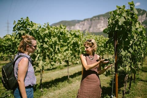 Teroldego Vineyards Tour and Wine Tasting in Mezzocorona