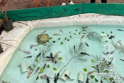 Xochimilco Sanctuary of the Axolotl Akhote
