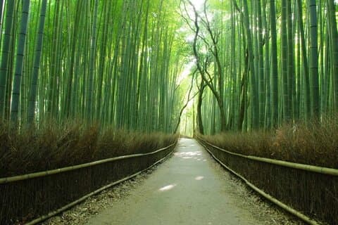 Experience the Wonders of Japan in One Day
