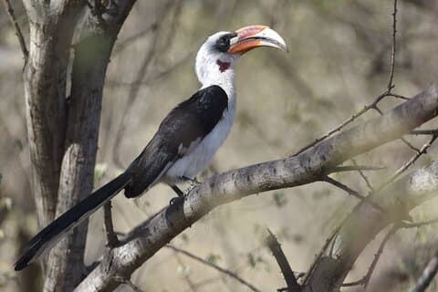 7 - Tag Nordtansania Vogelbeobachtung und Wildlife Safari