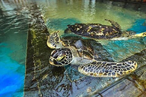 Excursão de um dia em Colombo: Galle Fort, Madu River Safari & Turtle Hatchery