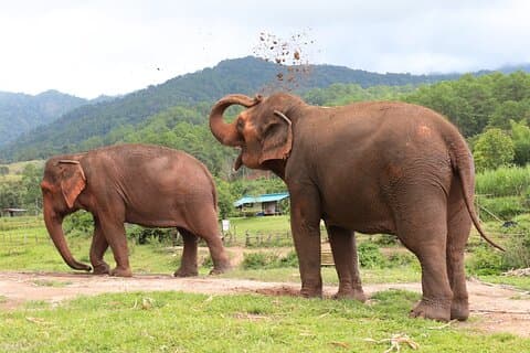 Big Boy Elephant Observation (No Touch) + Bamboo Rafting
