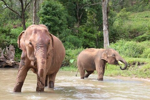 Big Boy Elephant Observation (No Touch) + Pad Thai matlagingskurs