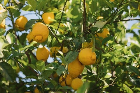 Simply the Zest – Lemon Workshop | 20 km from Ortigia
