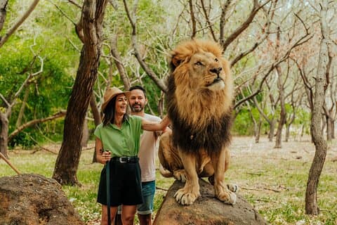 Casela - Walk With Lions