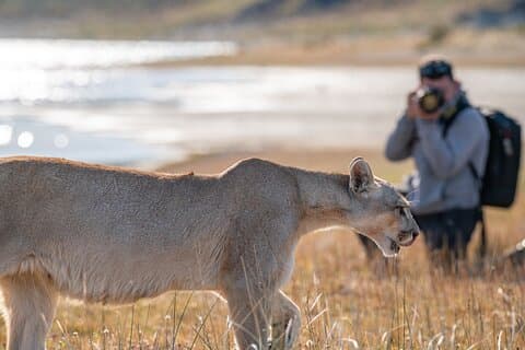 Foto safari de pumas y fauna nativa en Torres del Paine