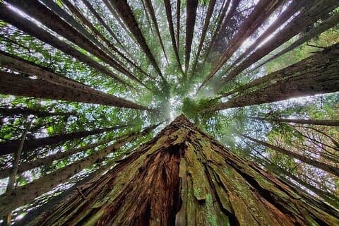Privat Redwood skogsvandringstur