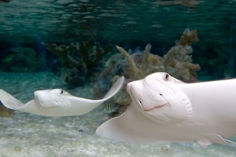 Biglietto d'ingresso al Sea Life Charlotte Concord Aquarium