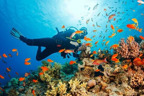 Hotell i nærheten av Samadai Reef - Dolphin House Diving & Snorkeling Tour