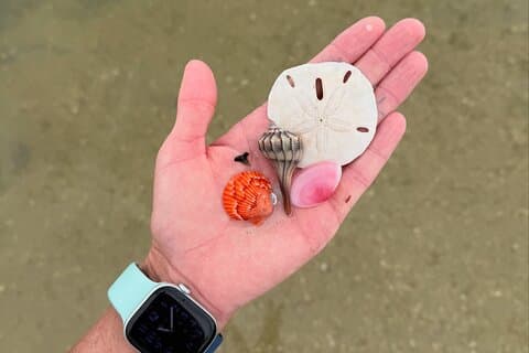 Shell Key Shelling Kayak Tour - Find Natural Treasures - St. Pete