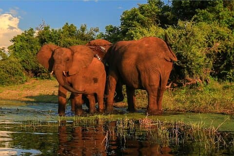 Half Day Safari from Richards Bay to Hluhluwe–Imfolozi Park