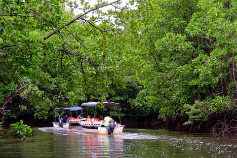Semporna : Mangrove Cruise, Fireflies, Transfer & Dinner