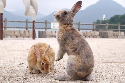 Hotéis em Takehara Historical Townscape & Rabbit Island