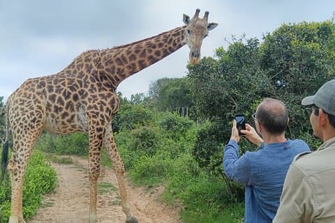Giraffe Walk Safari och Kragga Kamma Game Park Tour