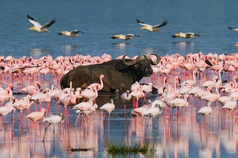 Private Tagestour zum Nakuru-Nationalpark ab Nairobi
